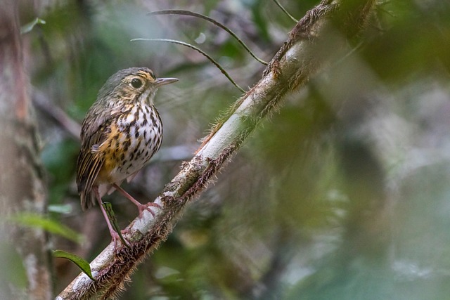 Foto pompeu (Hylopezus ochroleucus) Por Ronilton Senna Wiki Aves A