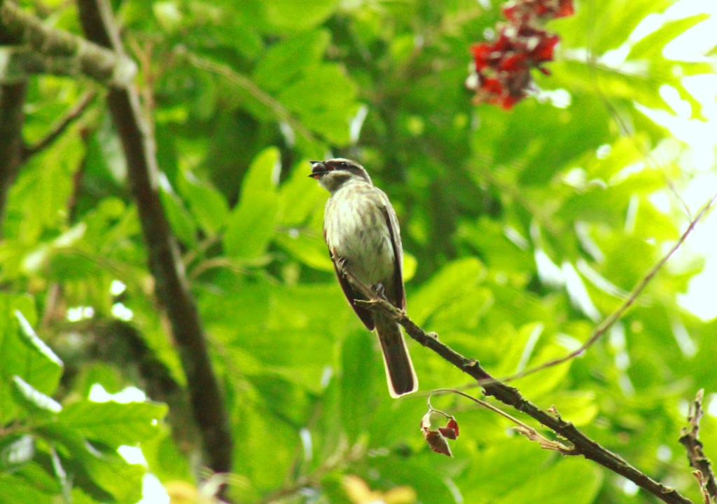 Foto bem-te-vi-pirata (Legatus leucophaius) Por Cassio Wasem | Wiki ...