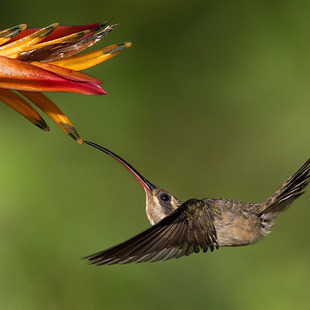 Apodiformes WikiAves A Enciclopédia das Aves do Brasil