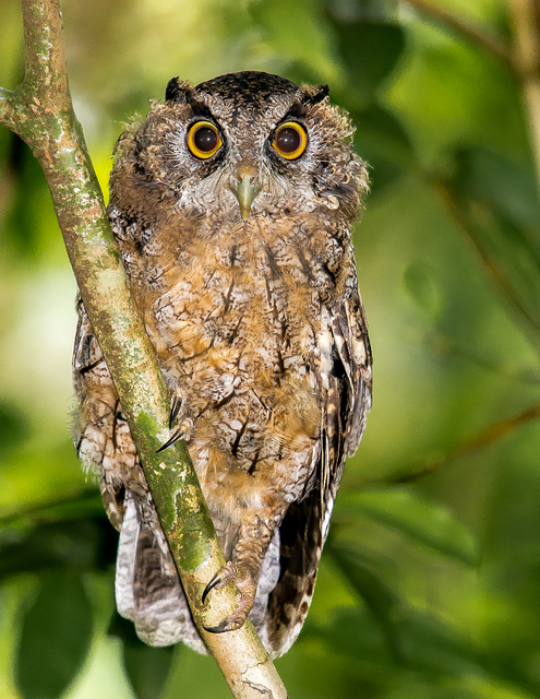Megascops sp. (Megascops sp.) WikiAves A Enciclopédia das Aves do