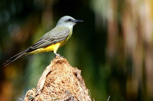 Sureri Insect suiriri (Tyrannus melancholicus) | WikiAves - A Enciclopédia das Aves ...