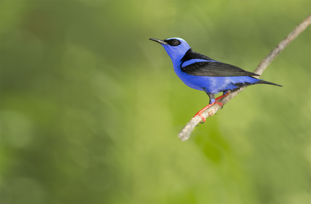 foto-sa-ra-beija-flor-cyanerpes-cyaneus-por-hugo-viana-wiki-aves