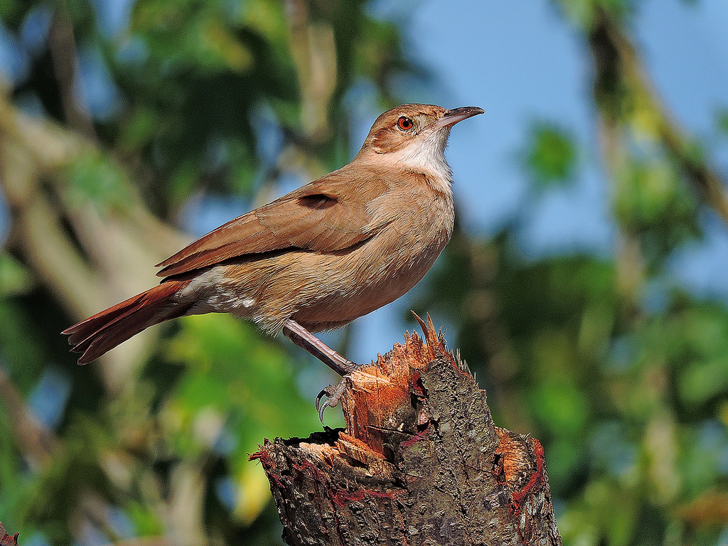 foto-jo-o-de-barro-furnarius-rufus-por-f-bio-lu-s-mello-wiki-aves
