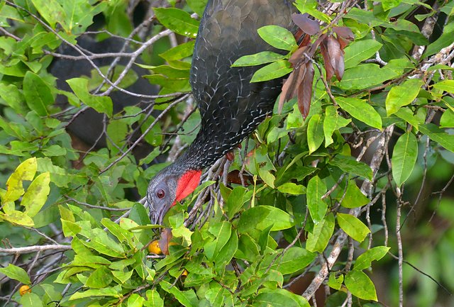Foto jacumirim (Penelope marail) Por Robson Czaban | Wiki Aves - A ...