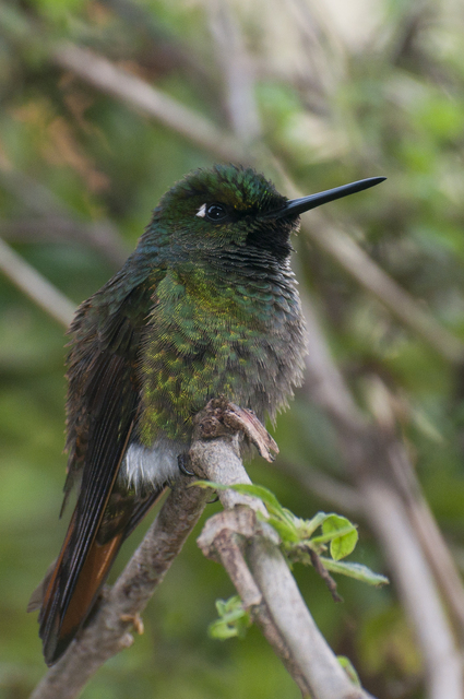 Foto beija-flor-rubi (Heliodoxa rubricauda) Por Vinicius Pontello ...