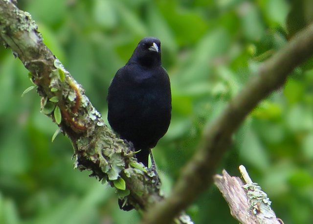 Foto chupim (Molothrus bonariensis) Por Leandro Pinheiro | Wiki Aves ...
