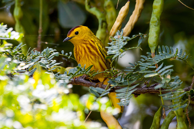 Petchai Foto mariquita-amarela (Setophaga petechia) Por Bernardo Cerchi | Wiki ...