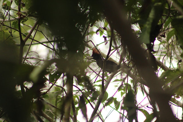 Foto chocad'água (Sakesphorus luctuosus) Por Davy Sousa Wiki Aves