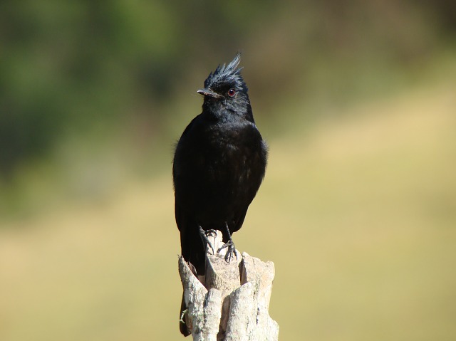 foto-maria-preta-de-penacho-knipolegus-lophotes-por-amarildo-jord-o