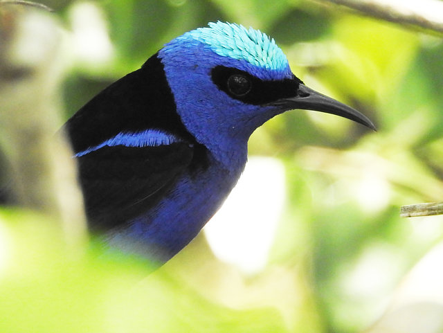 foto-sa-ra-beija-flor-cyanerpes-cyaneus-por-sandro-paix-o-wiki-aves