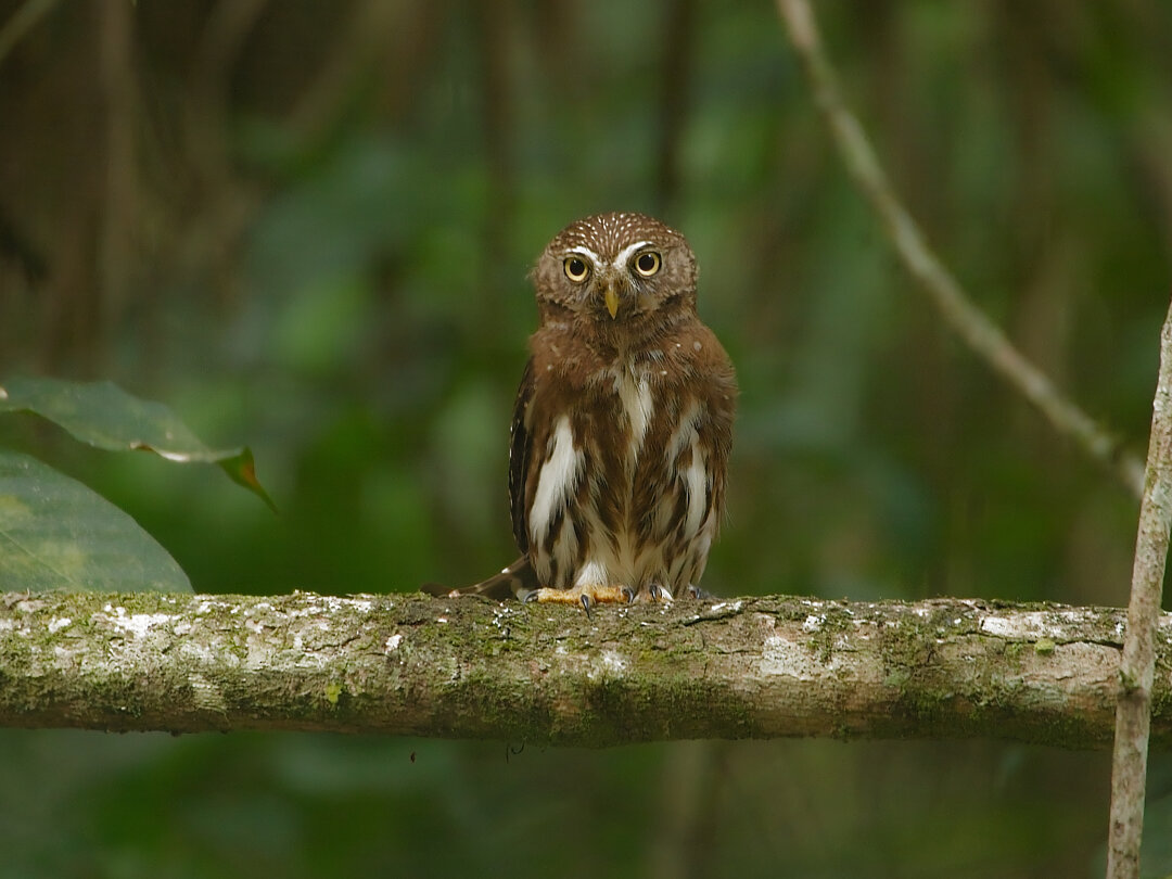 foto-cabur-glaucidium-brasilianum-por-altevir-depetris-wiki-aves