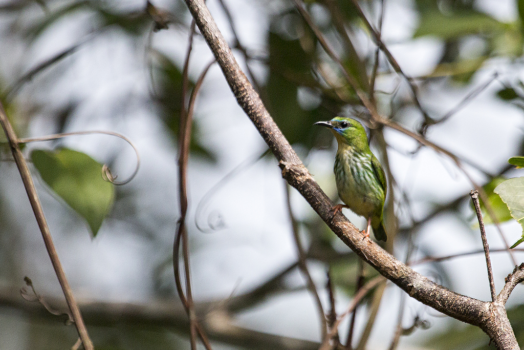 Foto saídebicocurto (Cyanerpes nitidus) Por Ronaldo Francisco Wiki