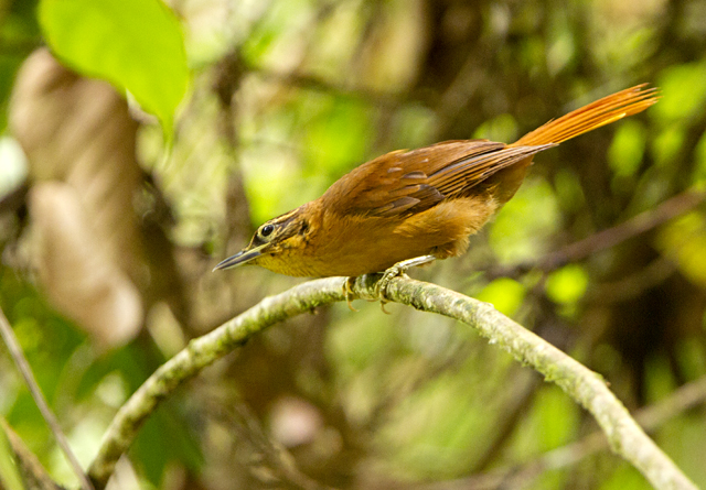 limpa-folha-do-nordeste (Philydor novaesi) | WikiAves - A Enciclopédia ...