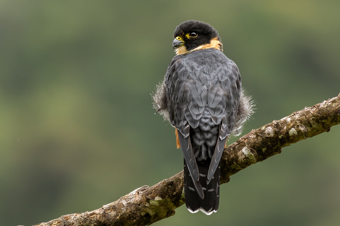 Foto cauré (Falco rufigularis) Por Nico Cardenas | Wiki Aves - A ...