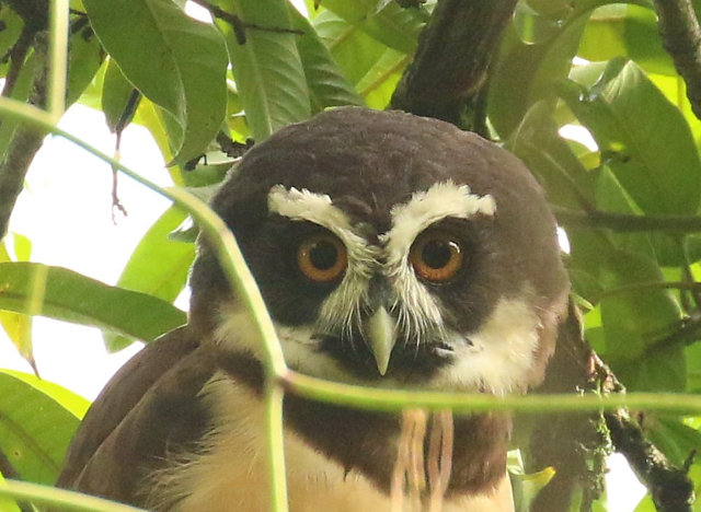foto-murucututu-pulsatrix-perspicillata-por-mats-hildeman-wiki-aves