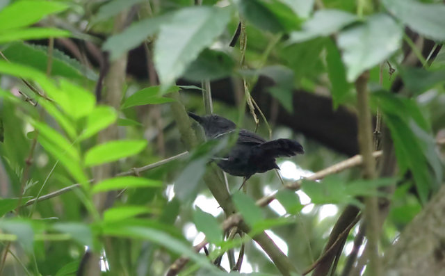 Foto chororócinzento brasiliana) Por Fernando Pacheco