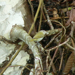 juruviara-boreal (Vireo olivaceus) | WikiAves - A Enciclopédia das Aves ...