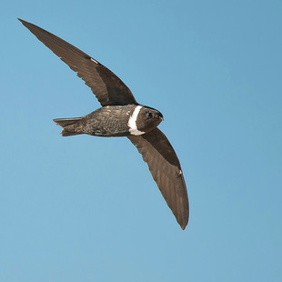 Apodidae WikiAves A Enciclopédia das Aves do Brasil