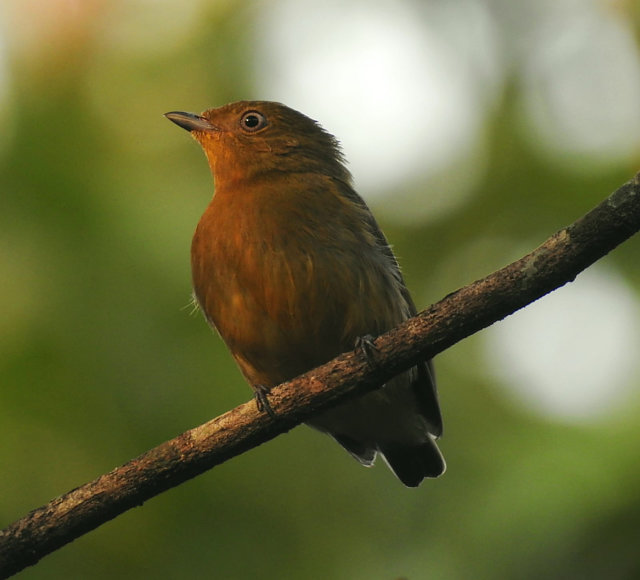 foto-uirapuru-laranja-pipra-fasciicauda-por-ametista-alice-wiki