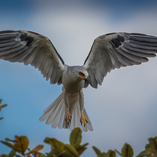 Elaninae WikiAves A Enciclopédia das Aves do Brasil