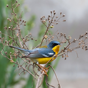 Parulidae WikiAves A Enciclopédia das Aves do Brasil