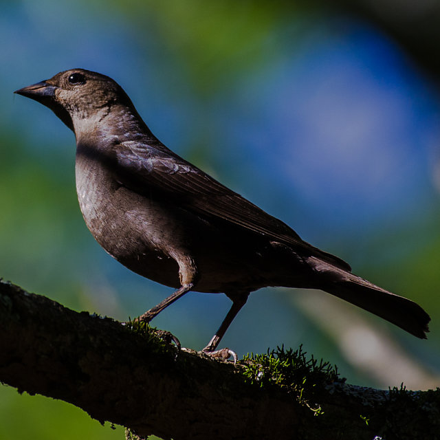 Foto chupim (Molothrus bonariensis) Por Anselmo Silva | Wiki Aves - A ...