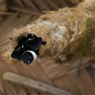 Apodidae WikiAves A Enciclopédia das Aves do Brasil
