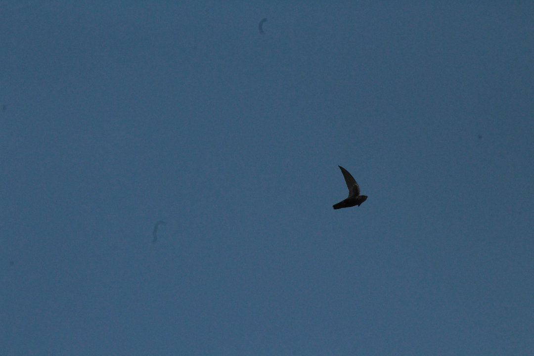 Foto andorinhãodotemporal (Chaetura meridionalis) Por Édison