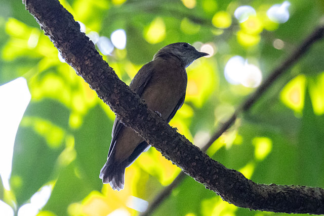 Foto dançarinodecristalaranja (Heterocercus aurantiivertex) Por