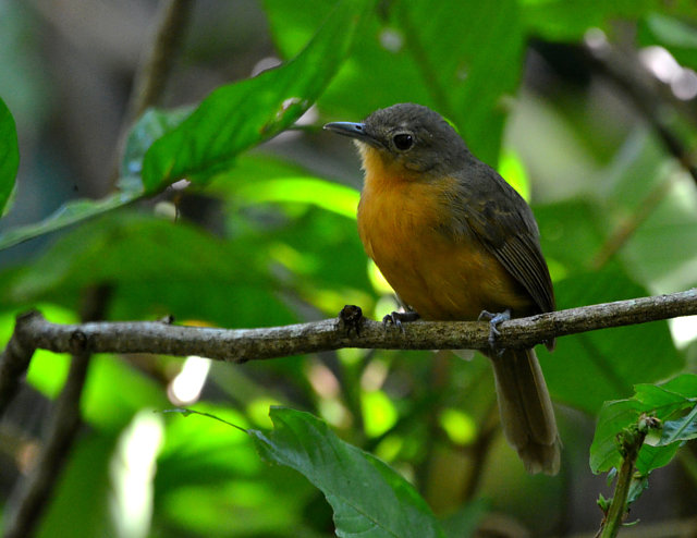 Foto chororódidi laeta) Por Tiego Costa Wiki Aves
