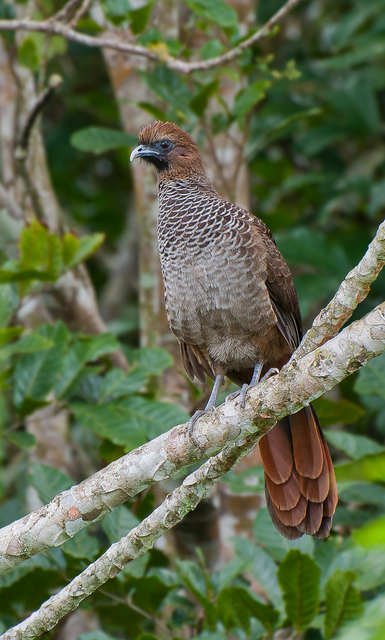 Ortalis WikiAves A Enciclopédia das Aves do Brasil