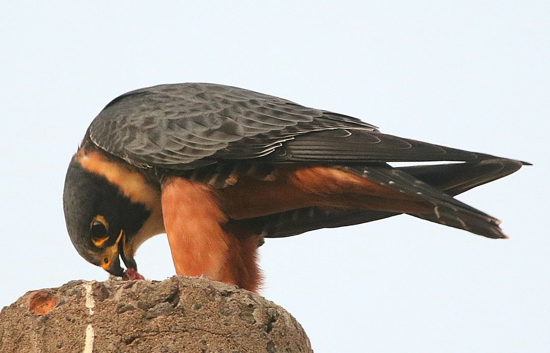Foto cauré (Falco rufigularis) Por Andre (Macuco) | Wiki Aves - A ...
