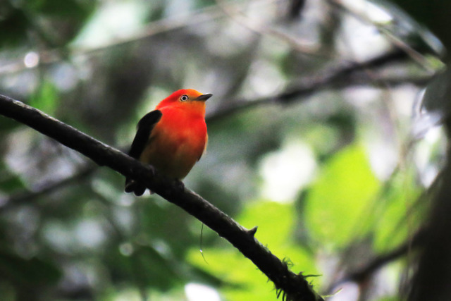 foto-uirapuru-laranja-pipra-fasciicauda-por-dante-meller-wiki-aves