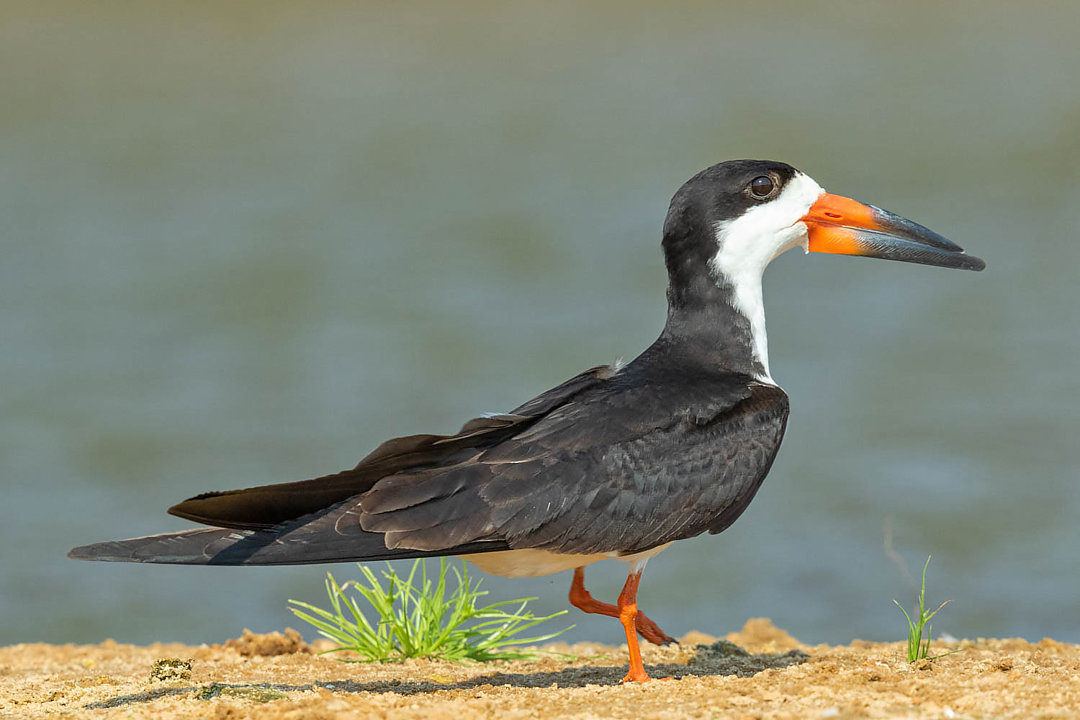 Talha Fish Foto talha-mar (Rynchops niger) Por Ary Nazar | Wiki Aves - A ...