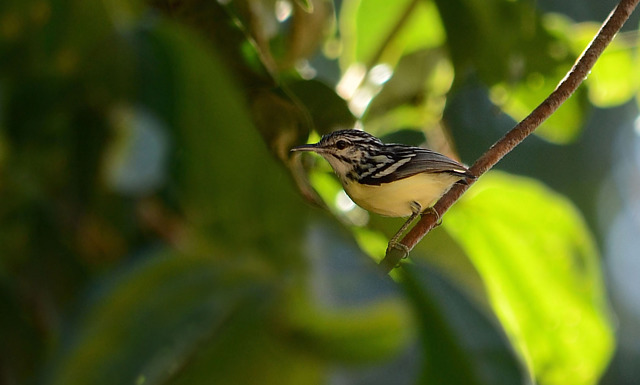 Foto choquinhamiúda (Myrmotherula brachyura) Por Alexandre Picoli
