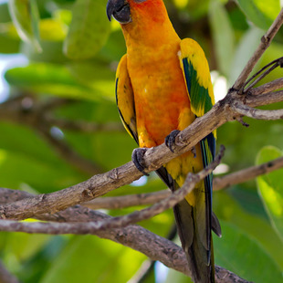 jandaiaamarela (Aratinga solstitialis) WikiAves A Enciclopédia das