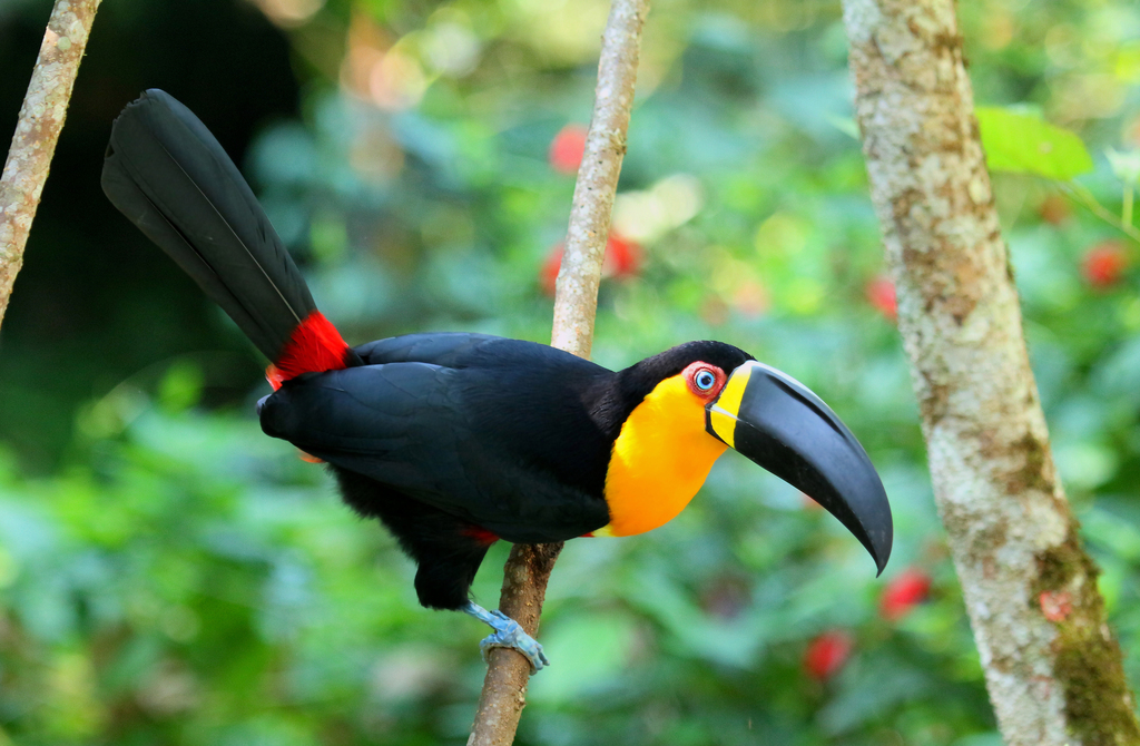 Foto tucano-de-bico-preto (Ramphastos vitellinus) Por Leonardo Casadei ...