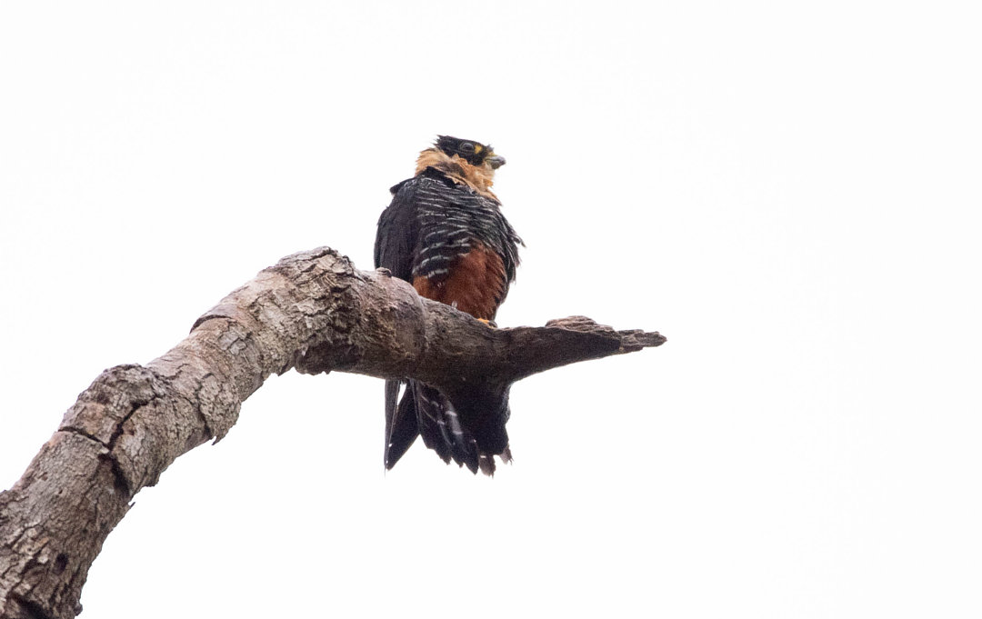 Foto cauré (Falco rufigularis) Por Antonio Gutierrez | Wiki Aves - A ...