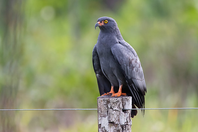 Foto gaviãodoigapó (Helicolestes hamatus) Por Patrício Sampaio Wiki