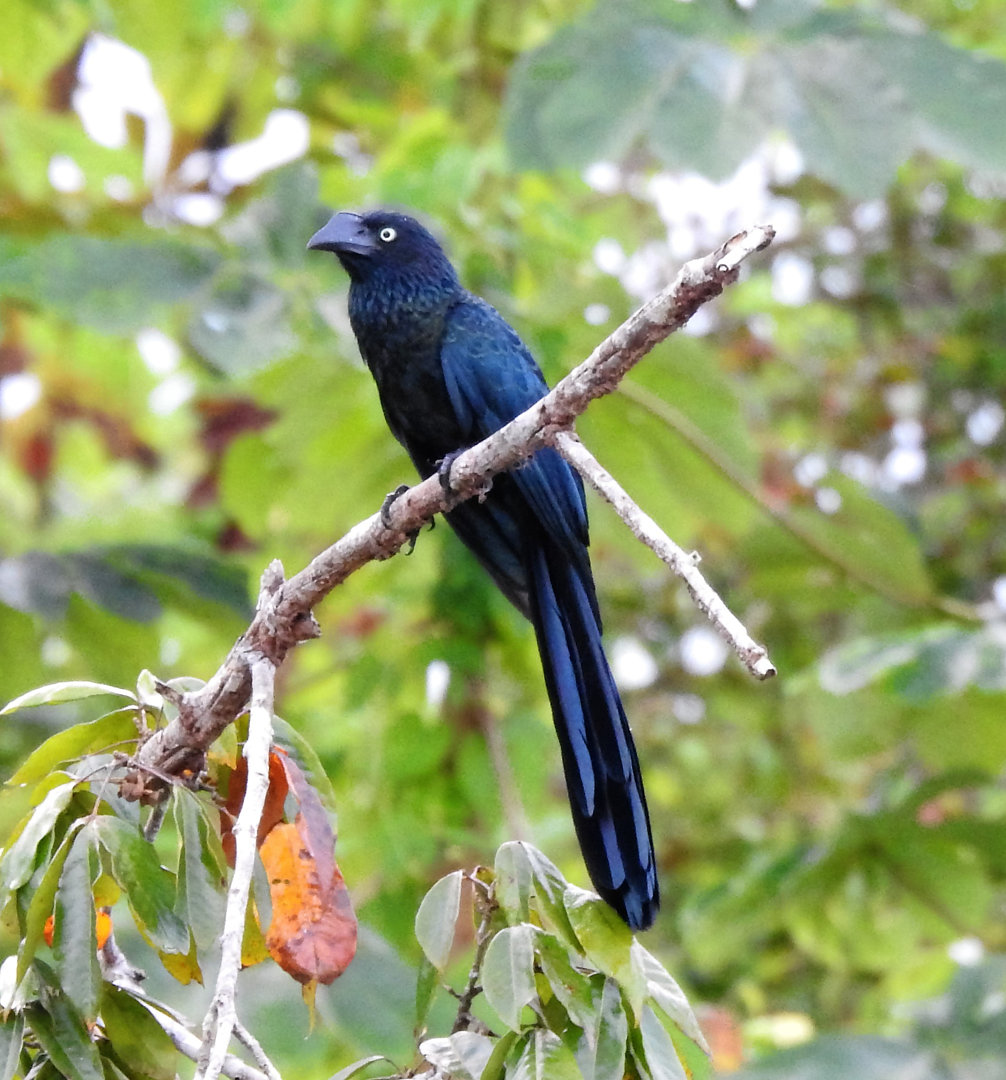 Foto anu-coroca (Crotophaga major) Por Jhonatan Ponço | Wiki Aves - A ...