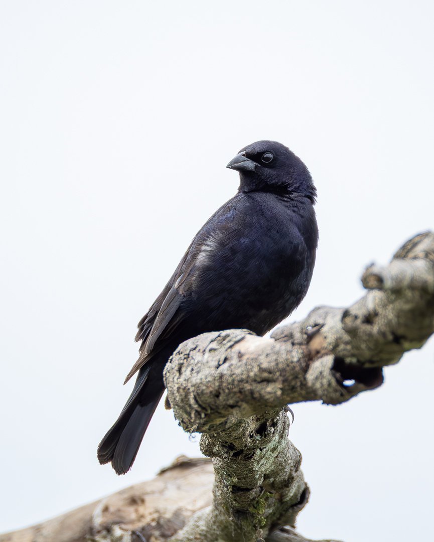 Foto chupim (Molothrus bonariensis) Por Matheus Protzen | Wiki Aves - A ...