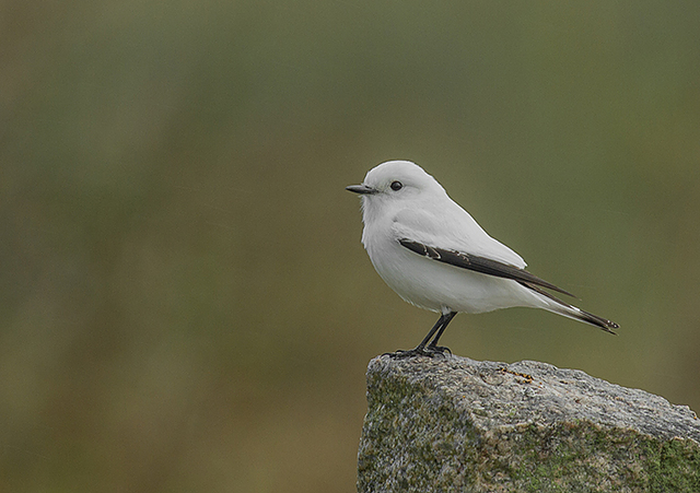 foto-noivinha-xolmis-irupero-por-bruno-salaroli-wiki-aves-a