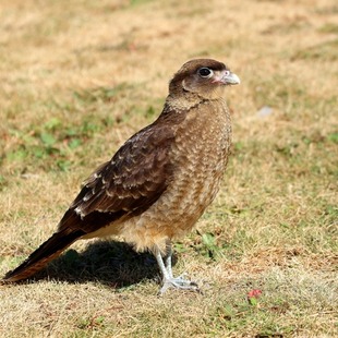 chimango (Milvago chimango) | WikiAves - A Enciclopédia das Aves do Brasil