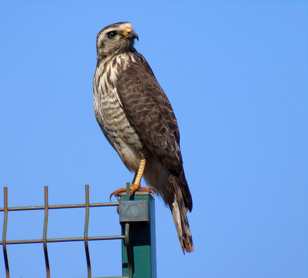 Foto gavião-carijó (Rupornis magnirostris) Por Varly Braghieri | Wiki ...