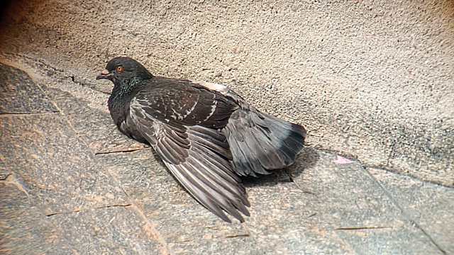 Foto pombodoméstico (Columba livia) Por Gabriel N. Araujo Wiki Aves