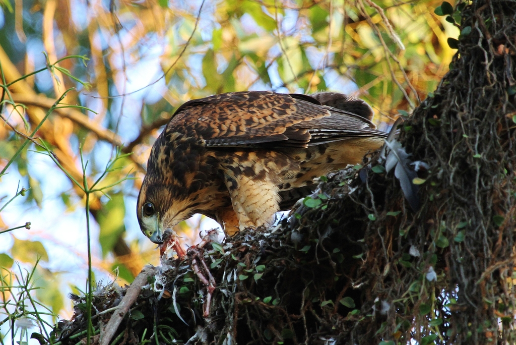 Foto gaviãoasadetelha (Parabuteo unicinctus) Por Alexandre Gualhanone Wiki Aves A