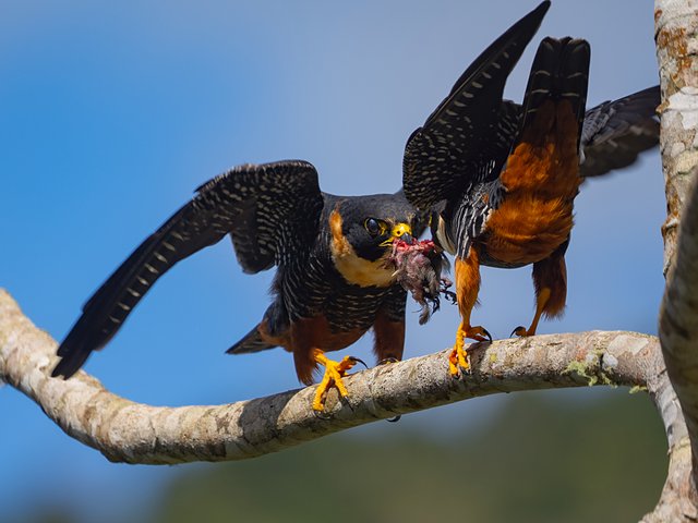 Foto cauré (Falco rufigularis) Por Klenisson Brenner | Wiki Aves - A ...