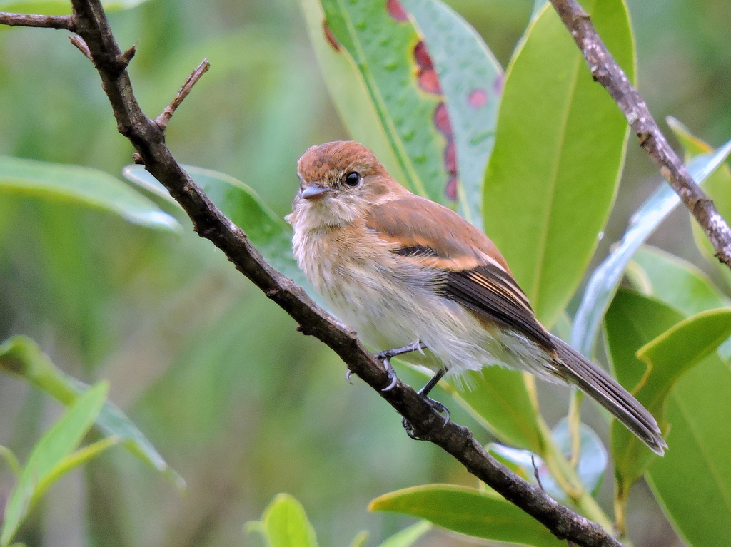 Foto filipe (Myiophobus fasciatus) Por Marco Marcos Wiki Aves A