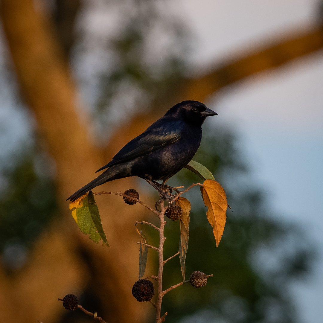 Foto chupim (Molothrus bonariensis) Por Mario Lorenzato | Wiki Aves - A ...