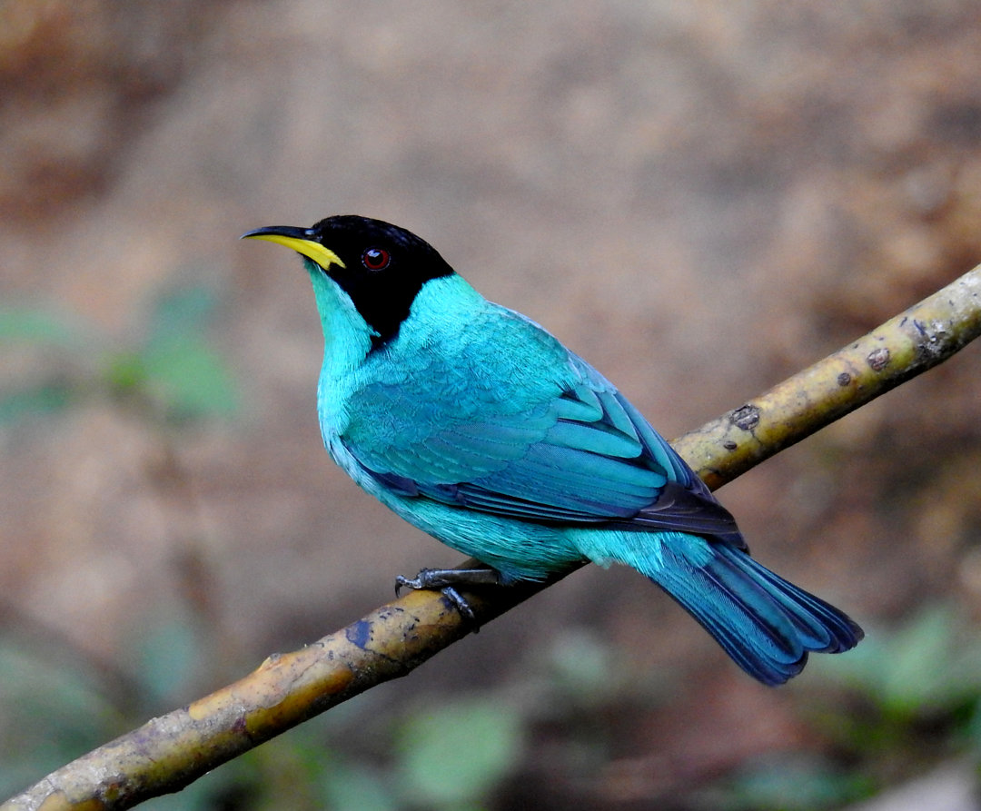 foto-sa-verde-chlorophanes-spiza-por-eliane-zaltman-wiki-aves-a